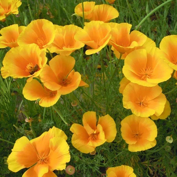 California Golden West Poppy Seeds - Over 200 Pack, Eschscholzia californica, Vibrant Yellow-Orange Flowers, Garden Planting, Non-GMO