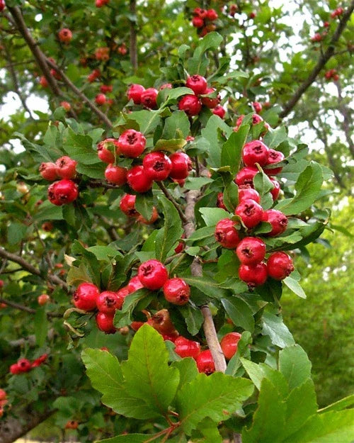 Live Mayhaw Fruit Tree Seedlings - 6-Inch Crataegus opaca Heirloom Mayhaw Trees for Garden, Orchard, Pollinator Attractant