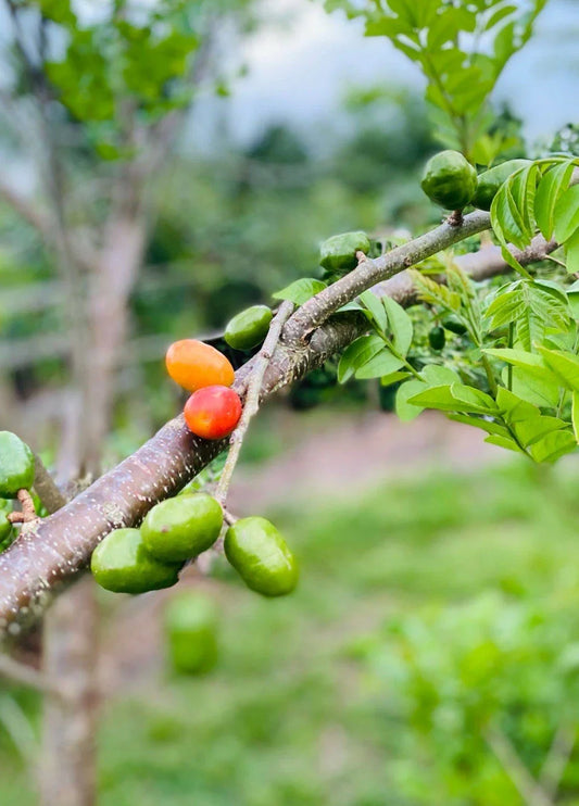 Hog Plum Cuttings - 5 Fresh Spondias mombin Planting Material for Tropical Fruit Garden