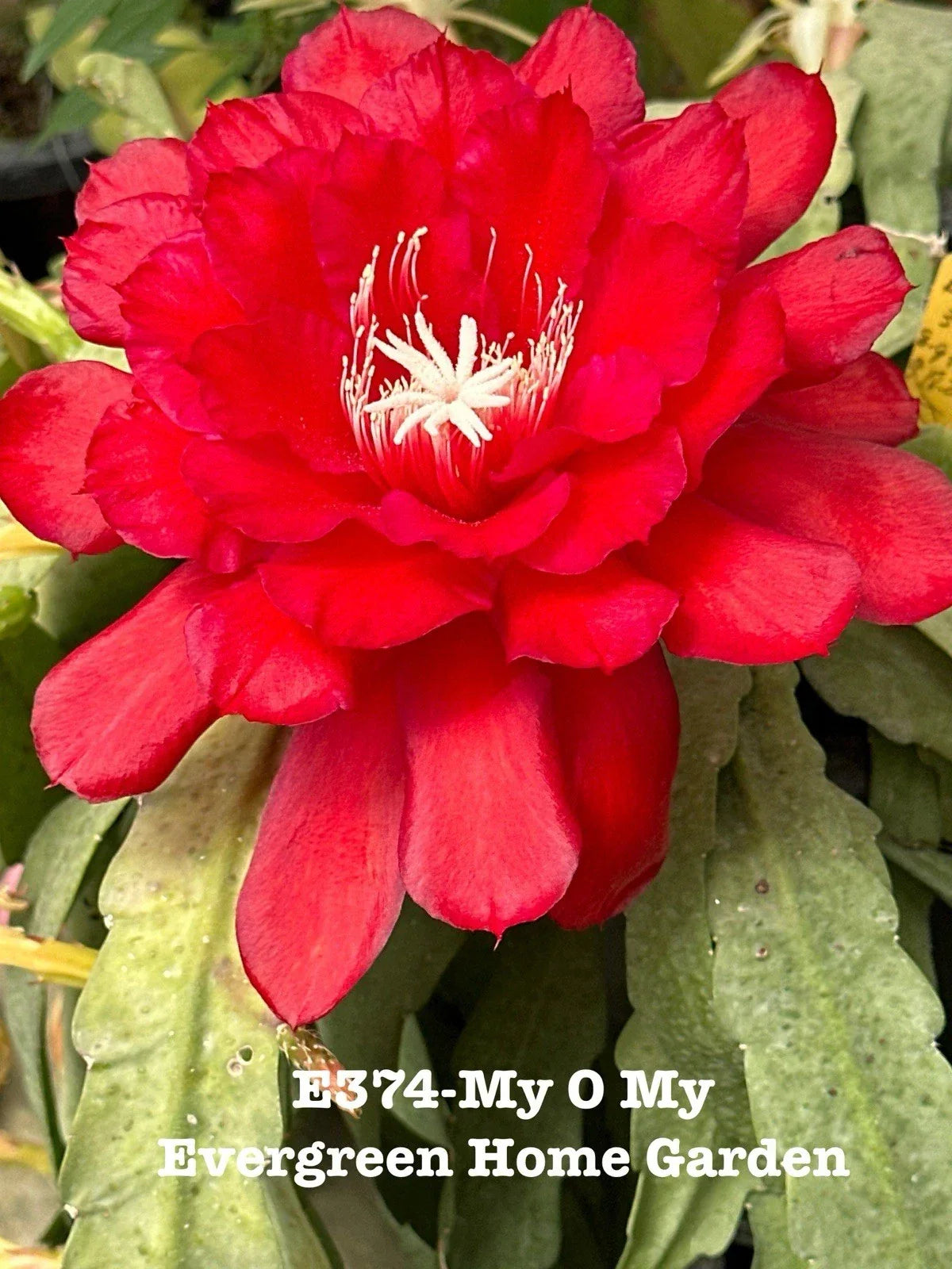 Rooted Epiphyllum Orchid Cactus "My O My" 4-Inch Starter Pot | Tropical Indoor Houseplant | Rare Epiphyllum Cactus with Orchid-Like Blooms
