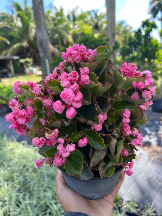Live Pink Begonias Plant - Easy Care Indoor/Outdoor Begonia spp. with Vibrant Pink Blooms