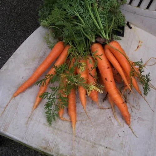 Envy Carrot Seeds - 1000+ Premium Pack, Daucus carota, Vegetable Garden Seeds, Non-GMO, Full Sun, USA Grown, Free Shipping
