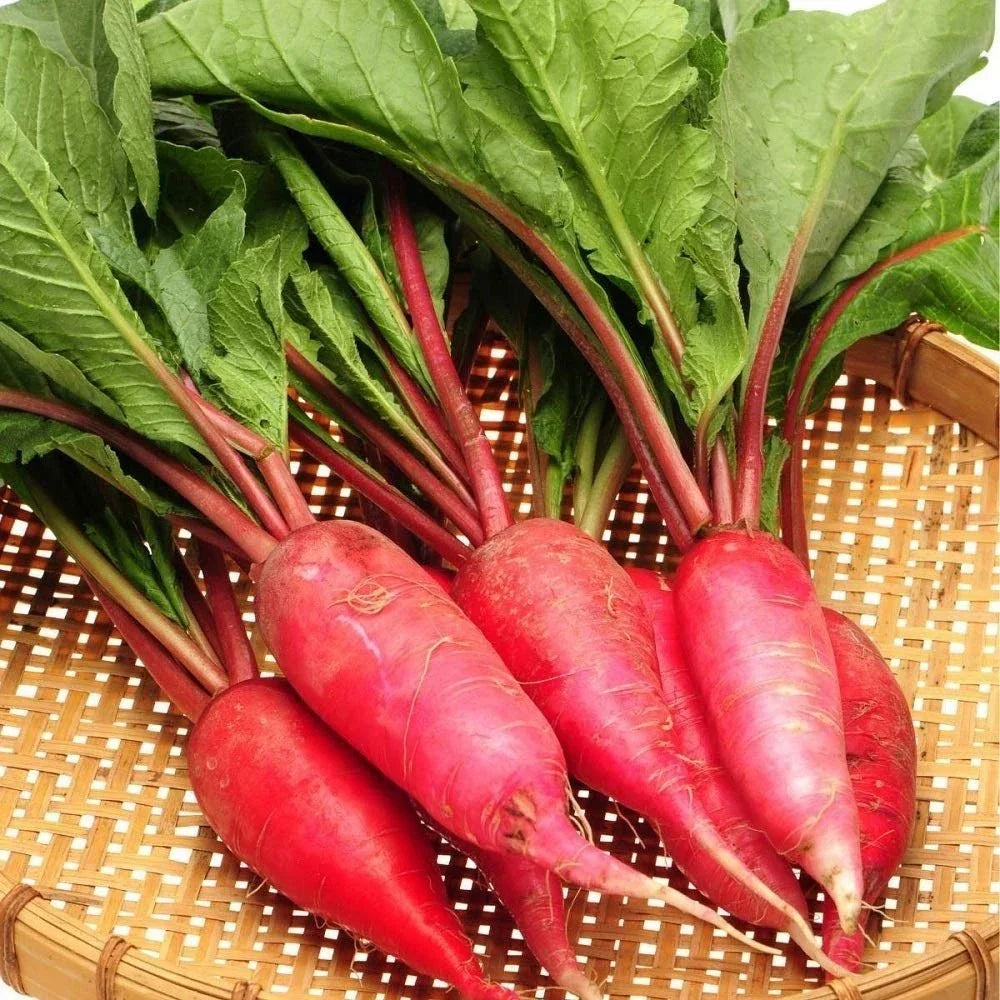 China Rose Radish Seeds – Cold Hardy Microgreens, Raphanus sativus, Pink Skin, 100/1000/5000 Pack