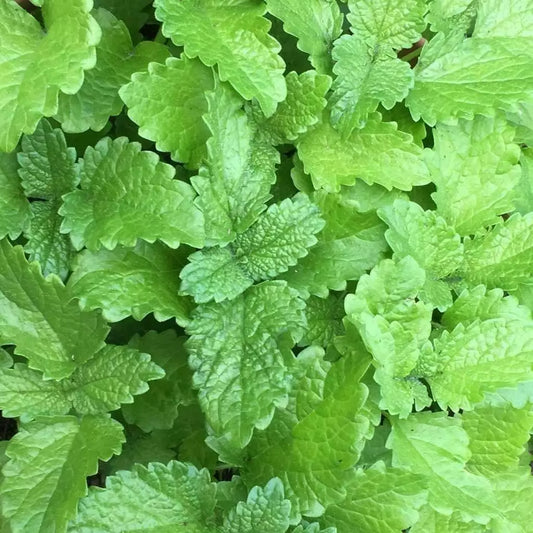 Lemon Balm Seeds 500+ | Perennial Herb for Culinary & Insect Repellent | Melissa officinalis | Non-GMO, USA Free Shipping