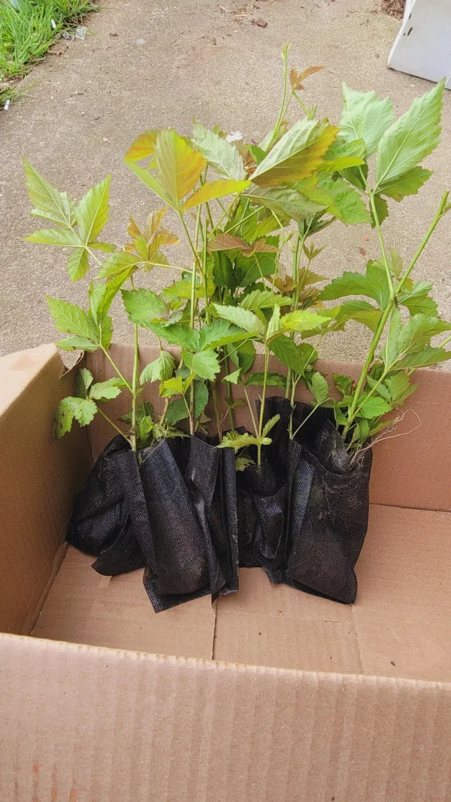 10pcs Thorny Dew Berry Blackberry Live Plants, Rooted Rubus caesius, 5-10 Inches, Hardy Berry Plants for Garden, Fruit & Foliage