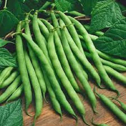 Premium Bush Blue Lake Bean Seeds - Heirloom, Non-GMO, Compact Bush Habit, 100 Seeds, Phaseolus vulgaris