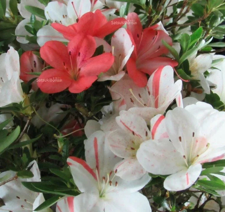 Deciduous Azalea Starter Plant - White & Peach Striped Rhododendron, Garden Flower, Pollinator Attracting, Easy to Grow
