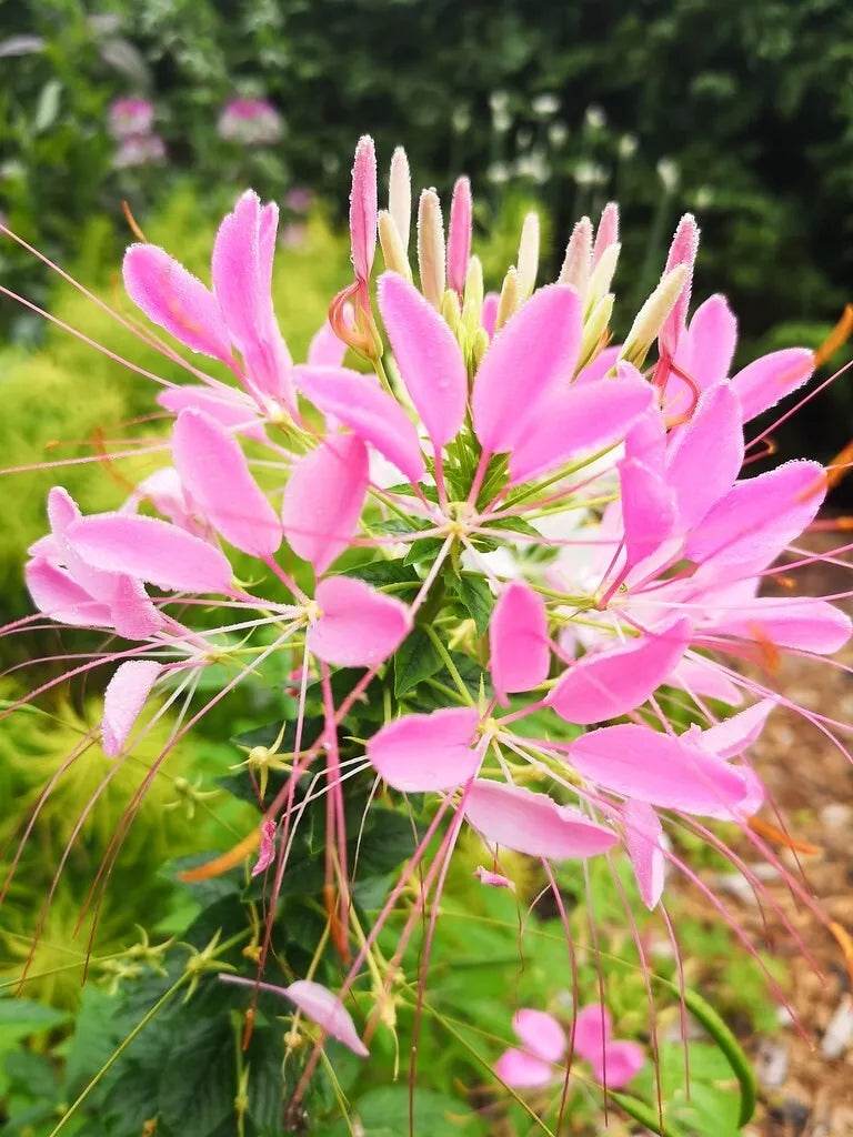 Soft Pink Spider Seeds - 100 Pack - Clome Spinosa Perennial for Bees & Pollinators - Easy to Grow Garden Flower