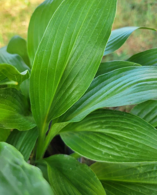 Hosta Lancifolia Live Bare Root Perennial Plant, Shade-Loving, Zone 3-9, 2.5" Size
