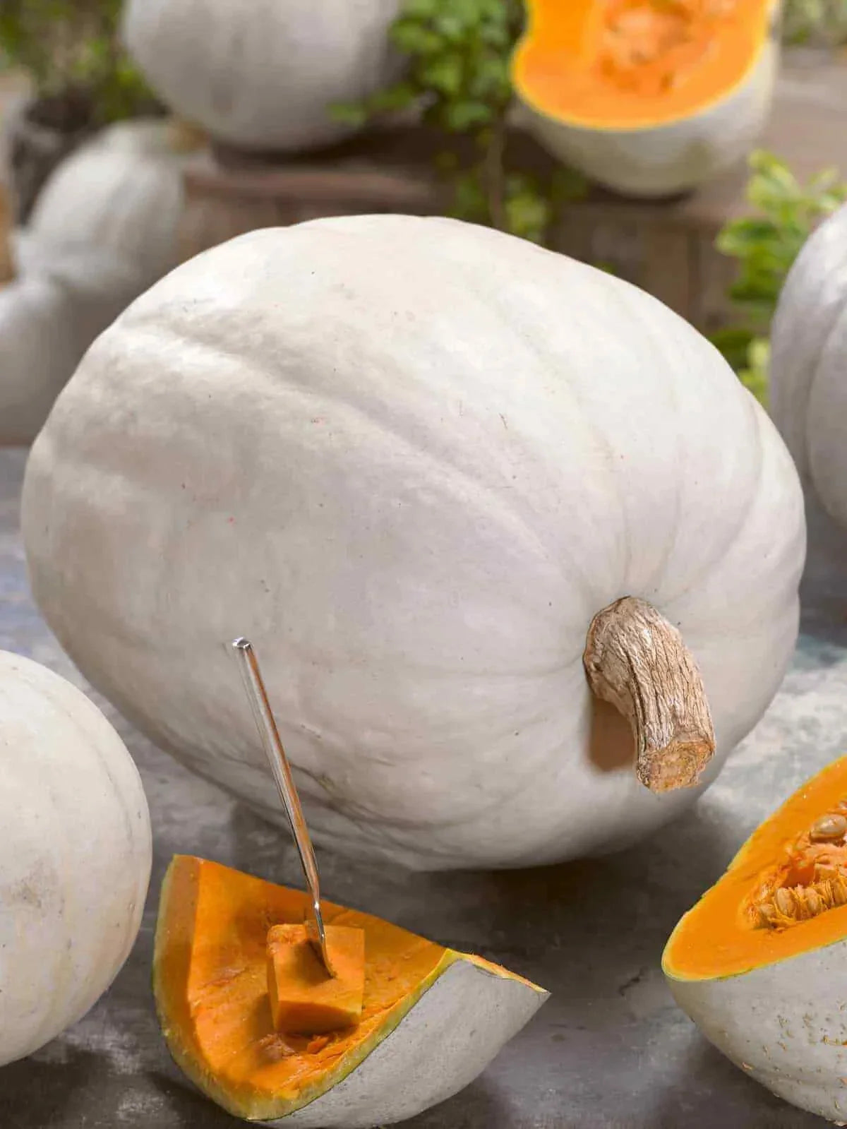 Super Moon Pumpkin Seeds - Heirloom Cucurbita pepo, Large Decorative Pumpkins, Non-GMO, Full Sun, Pack of 20 Seeds