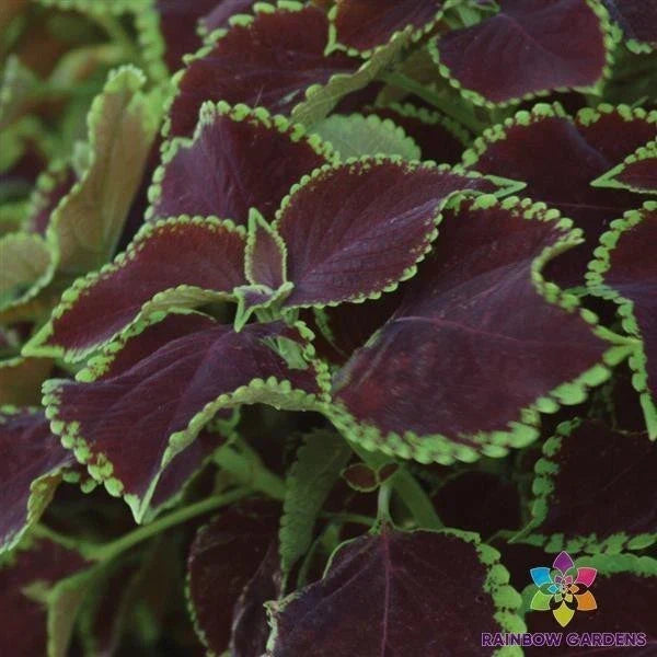 Premium Coleus Seeds - 25+ Pack - Chocolate Mint Variety - Coleus blumei - Vibrant Foliage for Garden & Containers