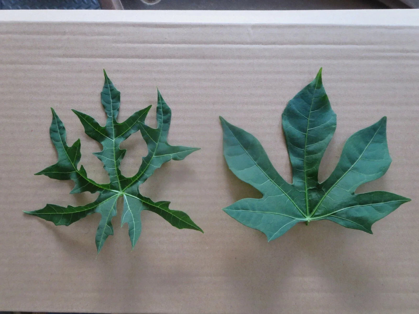 Chaya Maya Edible Tree Cuttings Set of 6 – Deeply Lobed & Maple Leaf Varieties – Cnidoscolus aconitifolius, Nutritious Leaf Plants for Garden