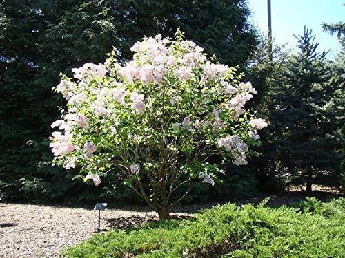 Early White Lilac Seeds - Syringa vulgaris for Garden, Bonsai & Landscaping | 50+ Seeds