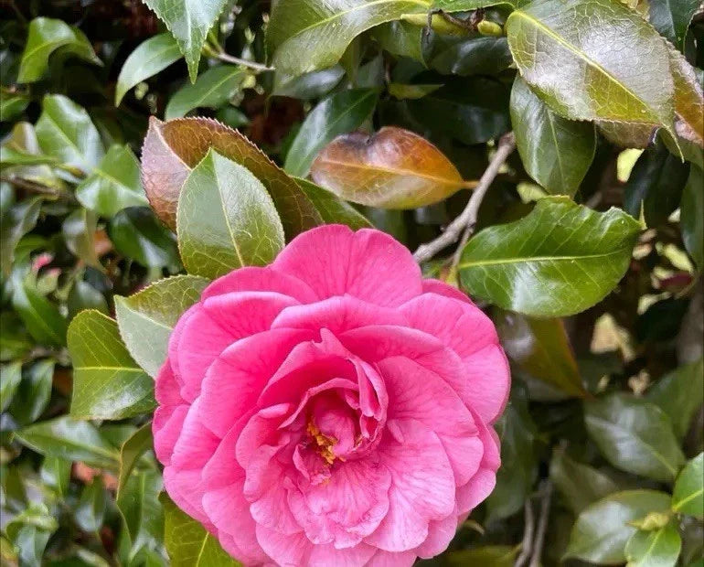 Pink Camellia Roots - 10 Pack | Camellia japonica for Garden, Landscape, Containers | Vibrant Pink Flowers, Easy to Grow