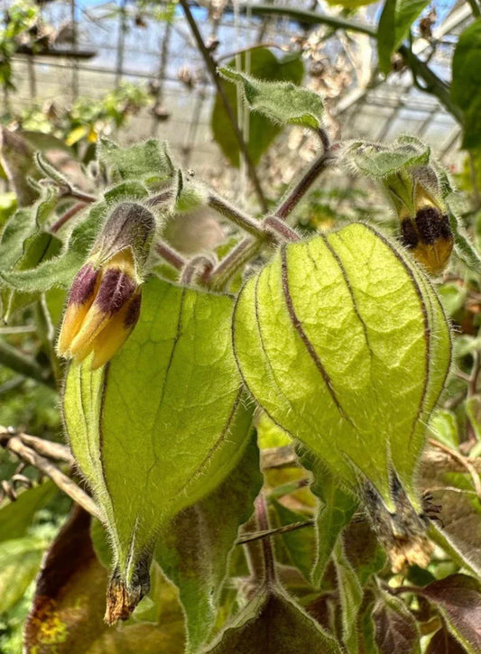 Goldenberry Cuttings – 6 Physalis peruviana Giant Plants for Propagation, Edible Golden Berries, Fruit, Foliage, Garden Starter