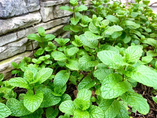 Mint Bare Root Plants - 10 Pack Aromatic Herb Mentha spp. USA Grown Culinary & Garden Use