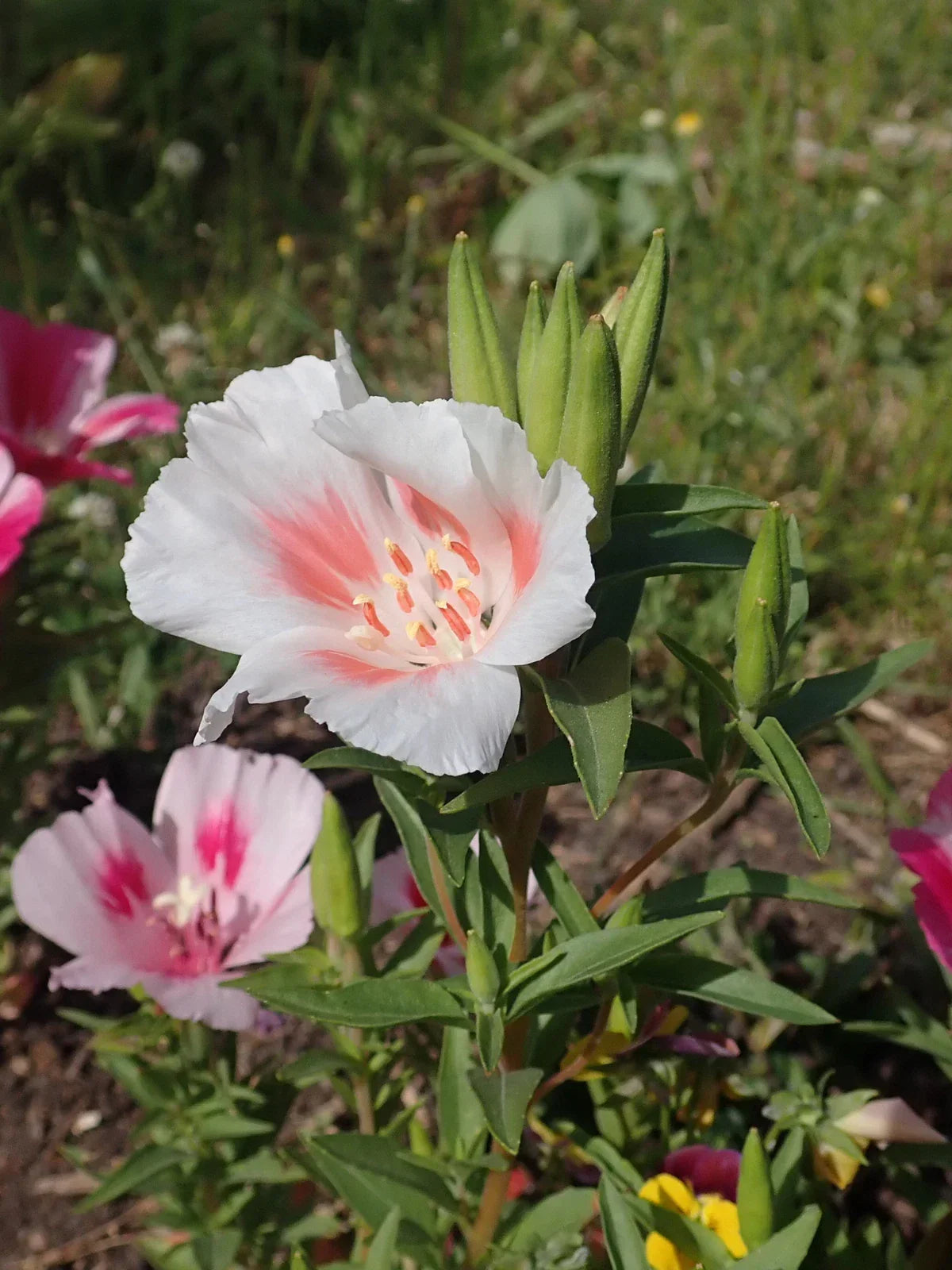 Clarkia Amoena Flower Seeds – 3,000 Count White Farewell to Spring Non-GMO Garden Planting Seeds