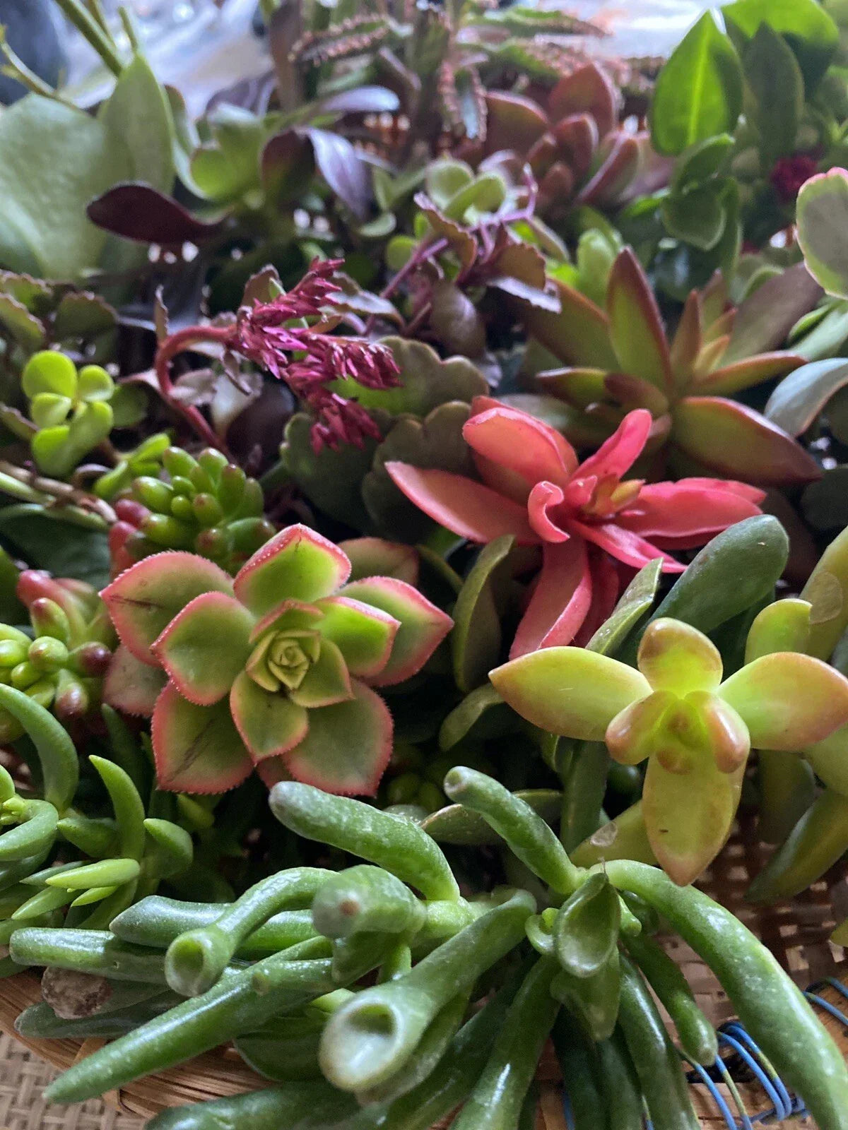 Fresh Succulent Cuttings Assortment - 5 Varieties + Bonus, Indoor/Outdoor, Easy Care, DIY Projects, Succulent Propagation
