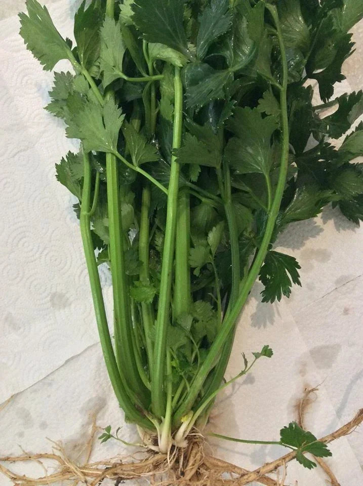 12 True Celery Plants – Live Bare Root Transplants, Organic Apium graveolens, Heirloom Variety, Fresh Garden Veggie Starts