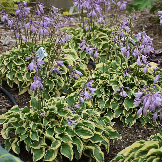Hosta Plant in 5.25" Pot – Wrinkle in Time Variety – Shade Perennial – Well-Rooted Hosta for Garden or Container