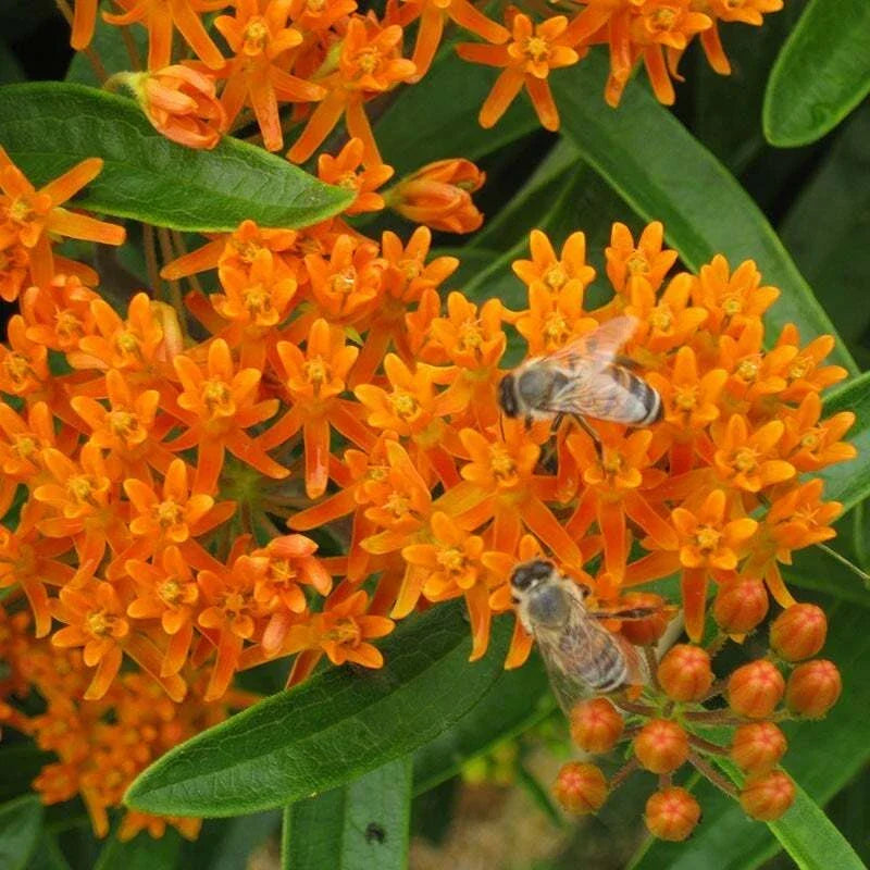 Wildflower Seed Mix for Monarch Butterflies - 1000 Seeds, 27 Flower Species, Includes Milkweed - Pollinator Garden Collection