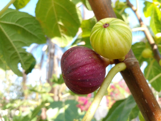 Martinenca Rimada Fig Tree Cuttings – 2 Purple Striped Variegated Figs – Ficus carica – Edible Garden Patio Plant