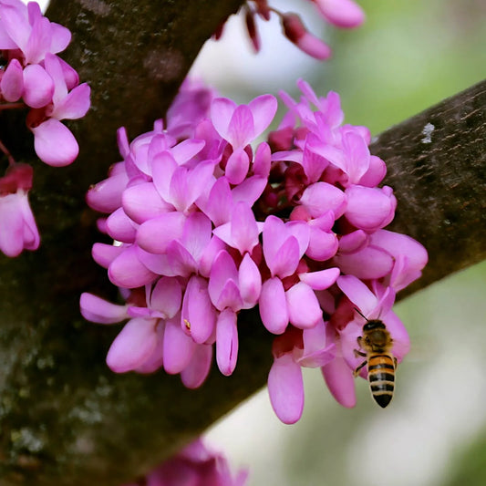 Judas Tree Seeds Pack of 4 Cercis siliquastrum Mediterranean Redbud Flowering Tree for Gardens & Landscaping