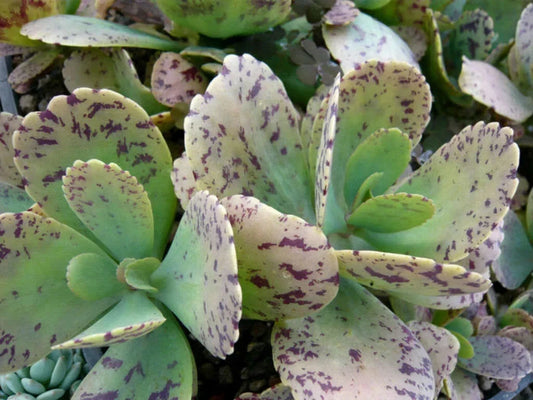 Kalanchoe Marmorata Succulent Cuttings 5" Live Indoor Plant, Spotted Penwiper, Marbled Leaves, Easy Care, Unique Indoor Decor