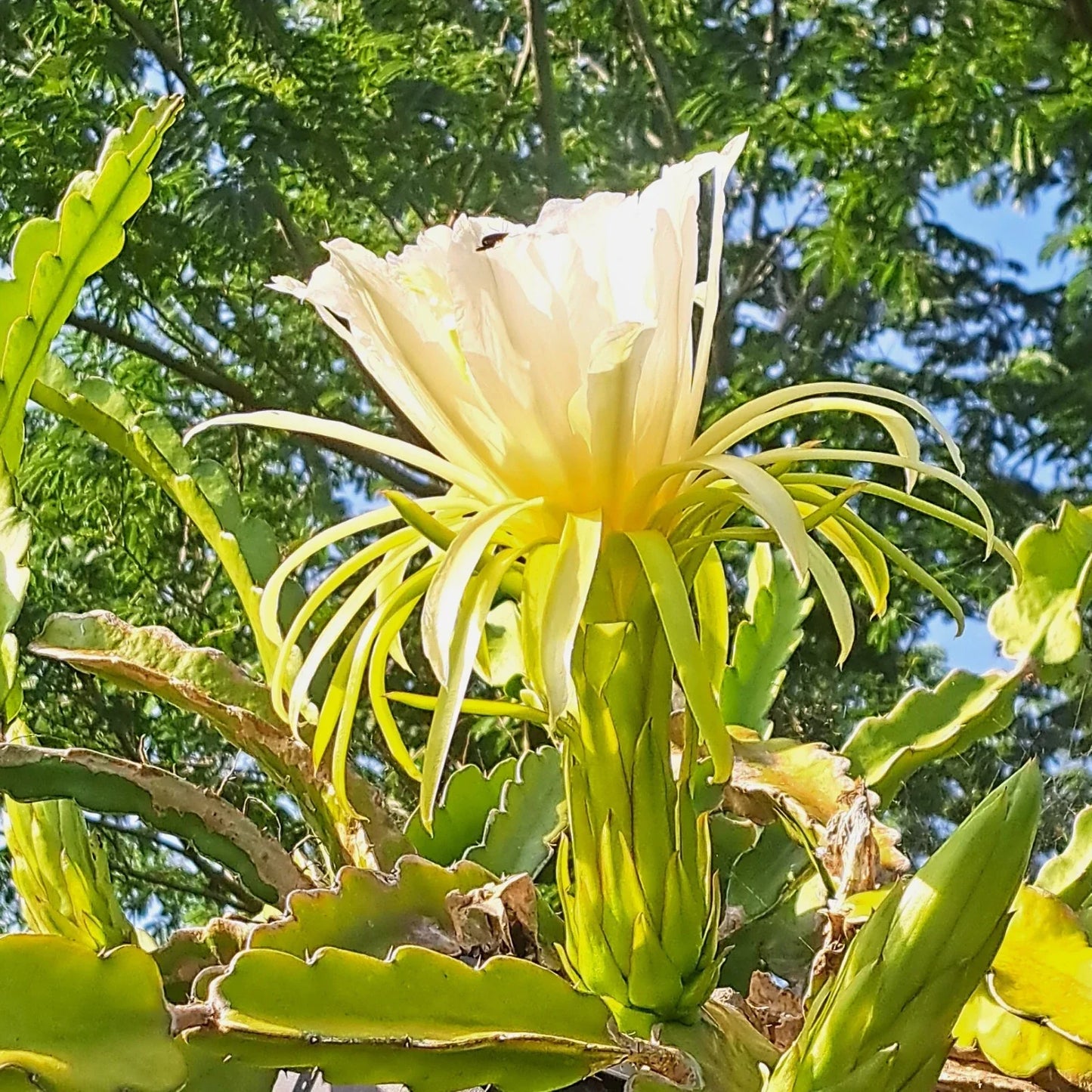 Dragon Fruit Rooted Cuttings 4" Mystery Varieties Hylocereus spp. Exotic Fruit Plant for Garden or Indoor