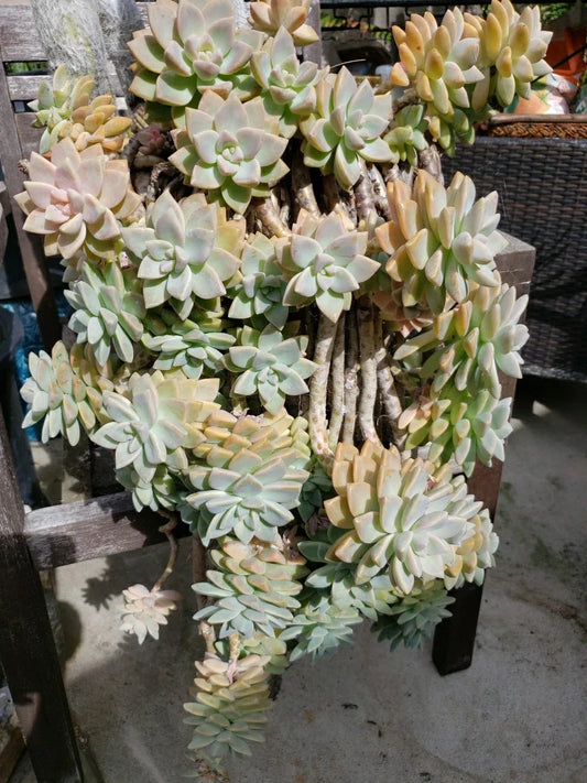 Hanging Succulent Cuttings 5 Pack Assorted Varieties No Roots for DIY Planters and Decor