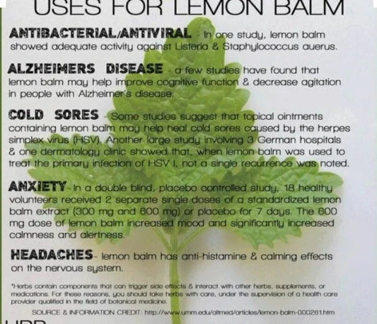 Organic Lemon Balm Seeds 500 Melissa officinalis Herbaceous Perennial for Culinary, Herbal Tea & Mosquito Repellent
