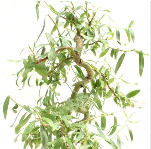 Bonsai Cutting Dwarf Japanese Curly Willow Salix Matsudana 'Tortuosa' Miniature Tree for Bonsai Enthusiasts