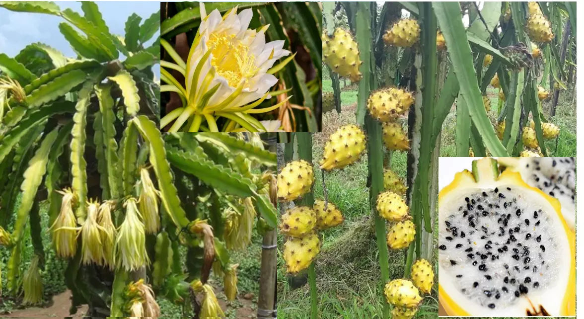 Yellow Dragon Fruit Seeds - 25+ Hylocereus megalanthus, Tropical Climbing Cactus for Home Garden, Delicious Yellow Pitaya, Easy to Grow