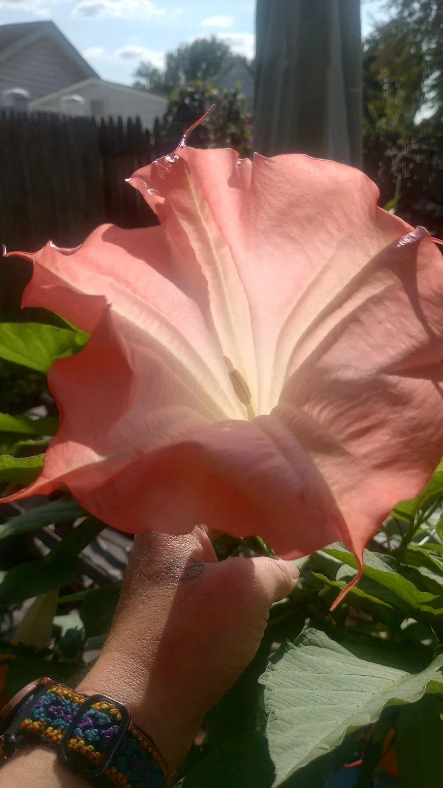 Brugmansia Angel Trumpet Live Plant Pink Variety No Leaves Roots Yet Garden Flower Propagation