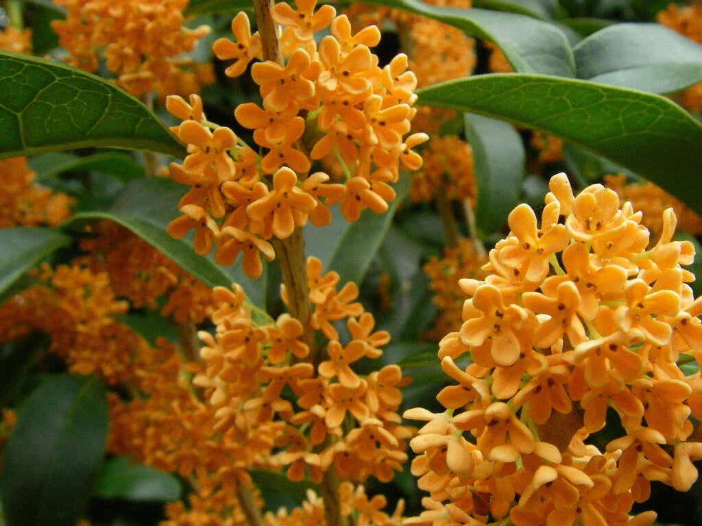 Fragrant Tea Olive Starter Plant - Apricot Echo Osmanthus fragrans - Rooted for Aromatic Gardens and Landscaping