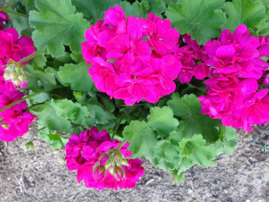 Magenta Geranium Starter Cuttings - 3x6" Live Pelargonium spp. Plant for Garden, Patio, Indoor, Bright Blooms