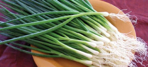 Green Onion Seeds - 200+ Tokyo Long White Bunching Onion Allium fistulosum for Culinary Use, Vegetable, Fresh US Supply