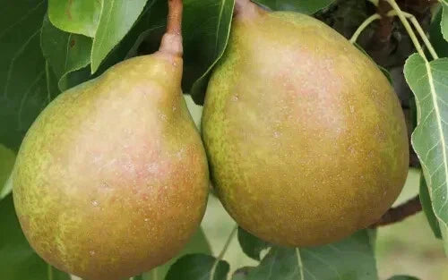 Beurre Superfin Pear Seeds - 25+ Pack, Pyrus communis, Organic, Juicy Yellow-Green Fruit, Garden Planting, Home Orchard, USA