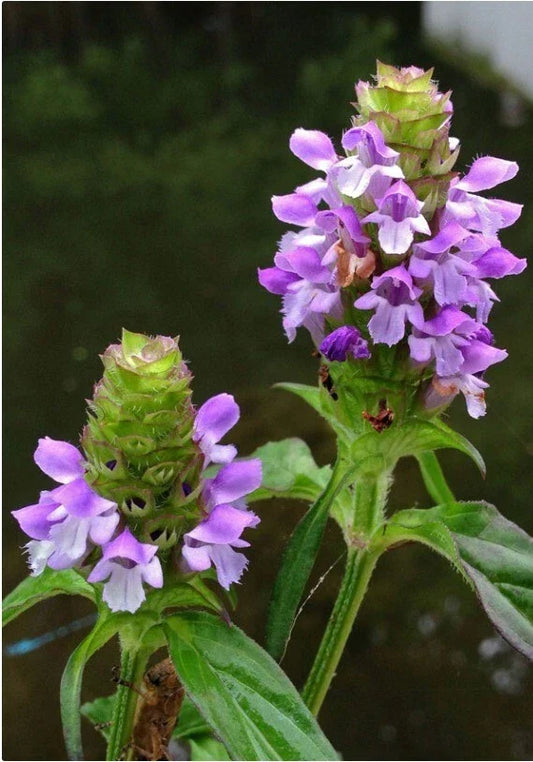 Heal-All Medicinal Herb Seeds - Prunella Vulgaris Perennial Ground Cover - Natural Remedy & Herbal Garden Seeds