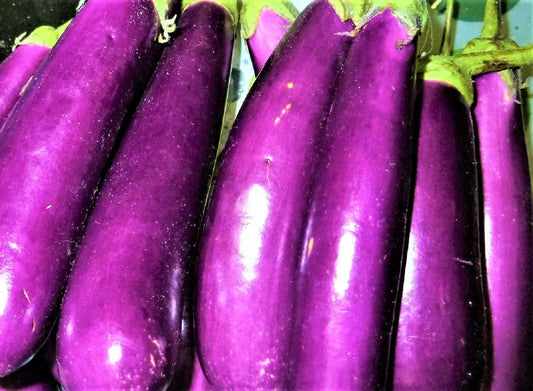 Long Purple Eggplant Seeds - Non-GMO Solanum melongena, 100+ Vegetable Seeds for Gardening, Container & Backyard Cultivation