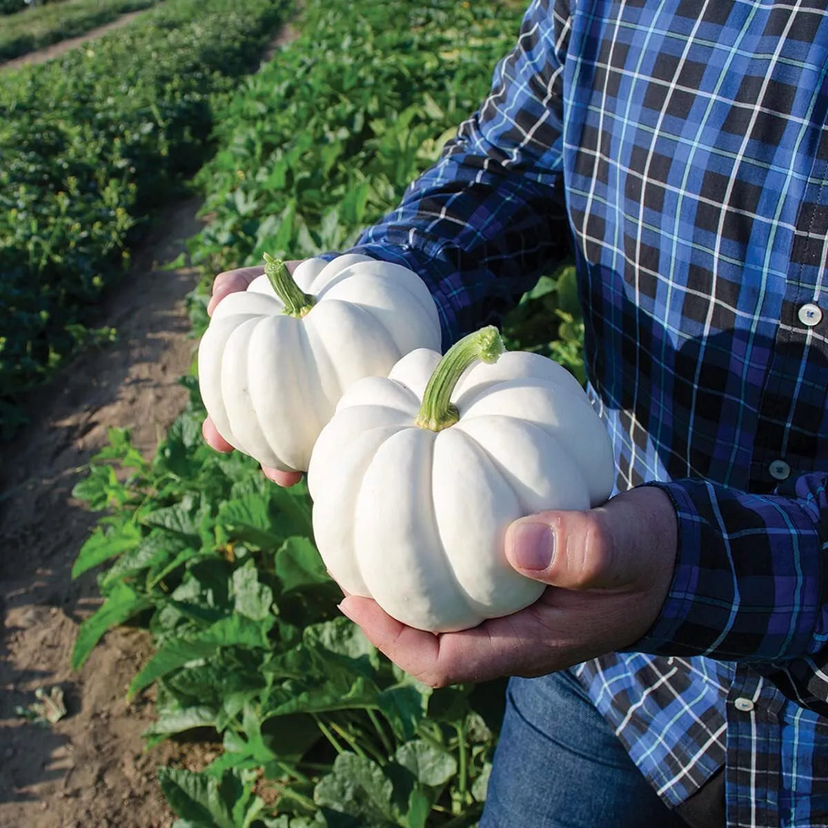 Small White Pumpkin Seeds Casperita - 10 Pack, Decorative, Non-GMO, Cucurbita pepo, Perfect for Fall Decorations and Planting
