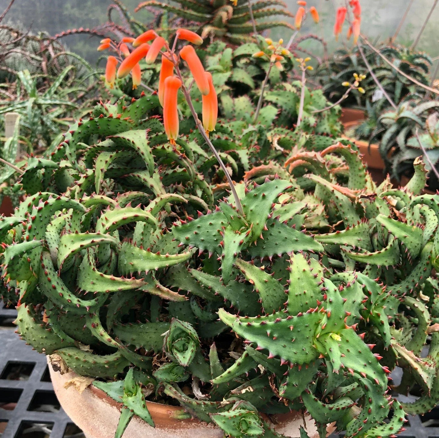 Aloe Plant - Potted Aloe castilloniae Huntington Clone - Ex-Mite Free Succulent with Full Root System