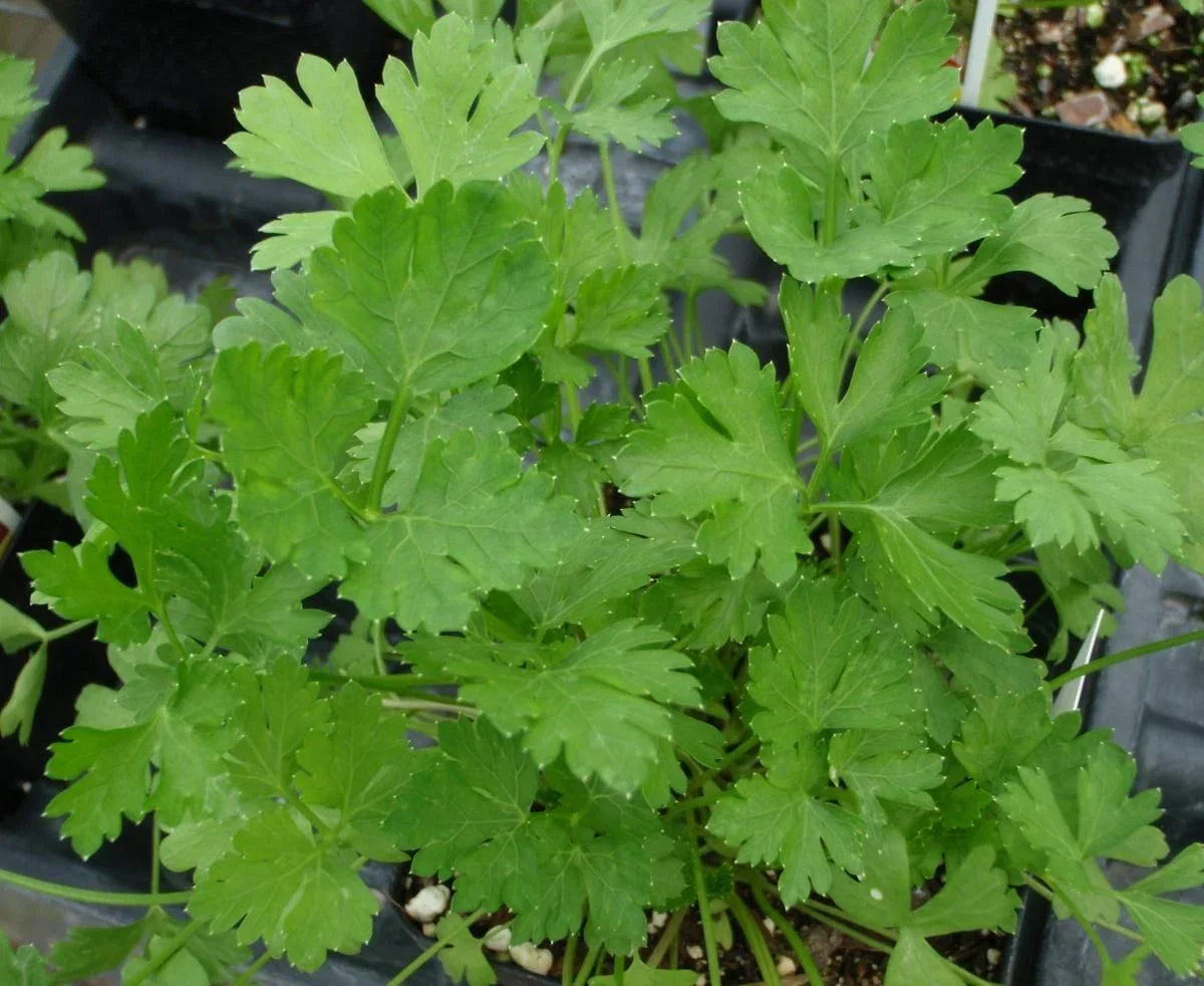 Dark Green Italian Parsley Seeds - Petroselinum crispum Herb Seeds for Culinary Use, Full Sun, 800+ Fresh Seeds