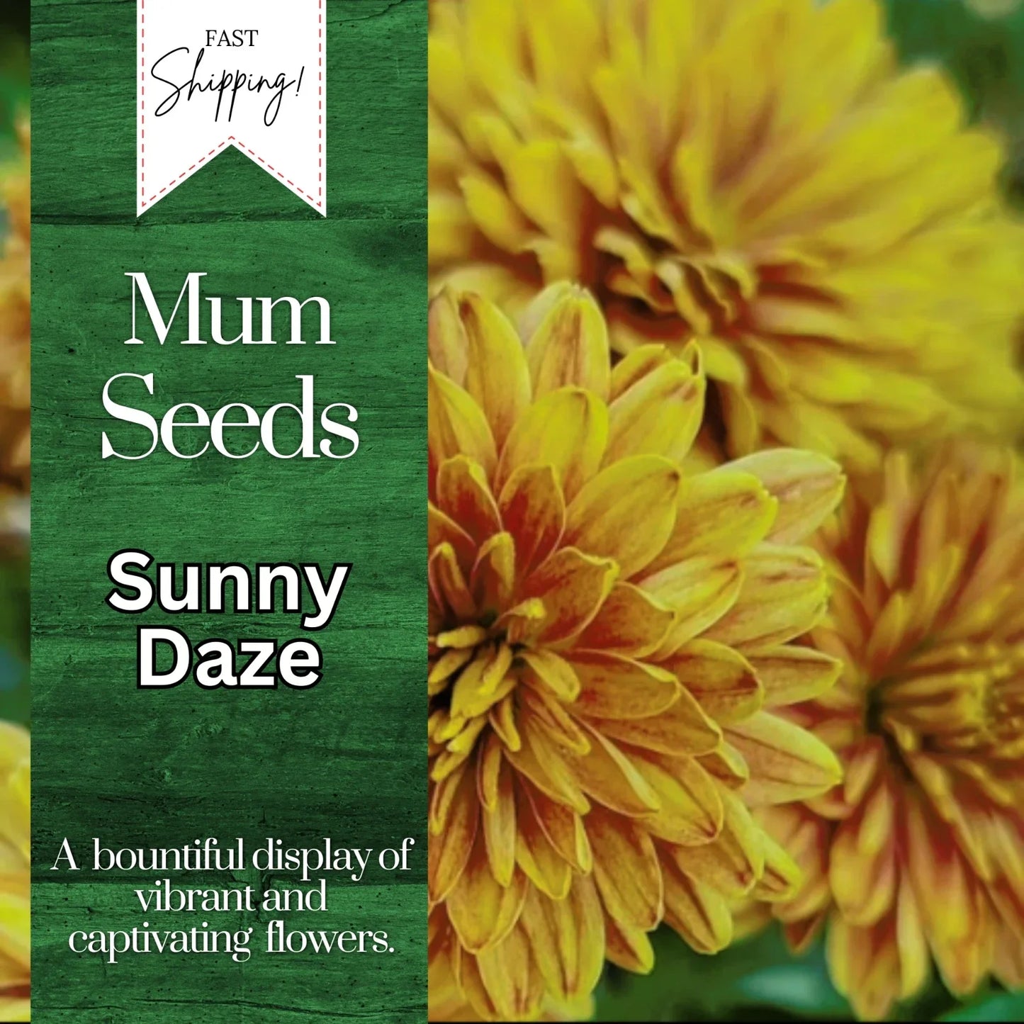 Chrysanthemum Seeds - Sunny Daze Mum - 200 Yellow Flower Seeds - Annual, Easy to Grow, Butterfly Attracting - Chrysanthemum morifolium