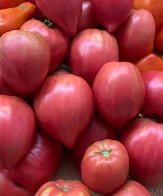 Heirloom Tomato Seeds – Coure di Bue Oxheart – Non-GMO, Indeterminate, Juicy Heart-Shaped Fruits, Solanum lycopersicum, 50 Seeds