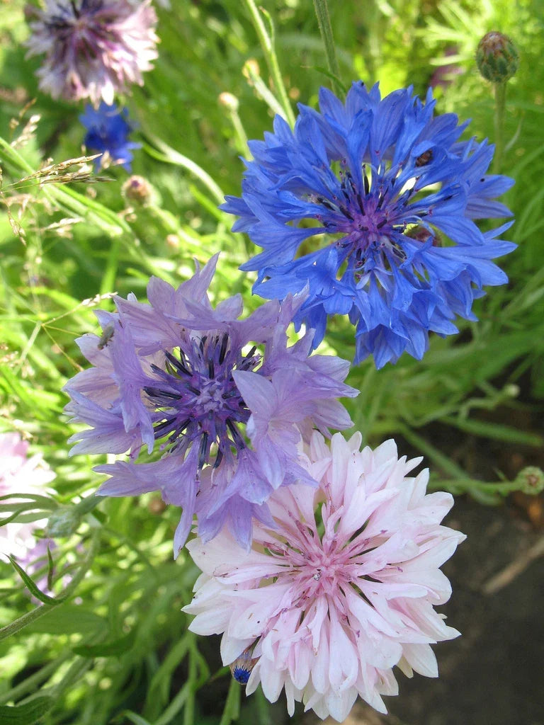 Bachelor's Buttons Seeds Mix - 175 Seeds - Vibrant Blue, Pink & White Flowers - Centaurea cyanus - Wildflower Garden, Pollinator Attractant