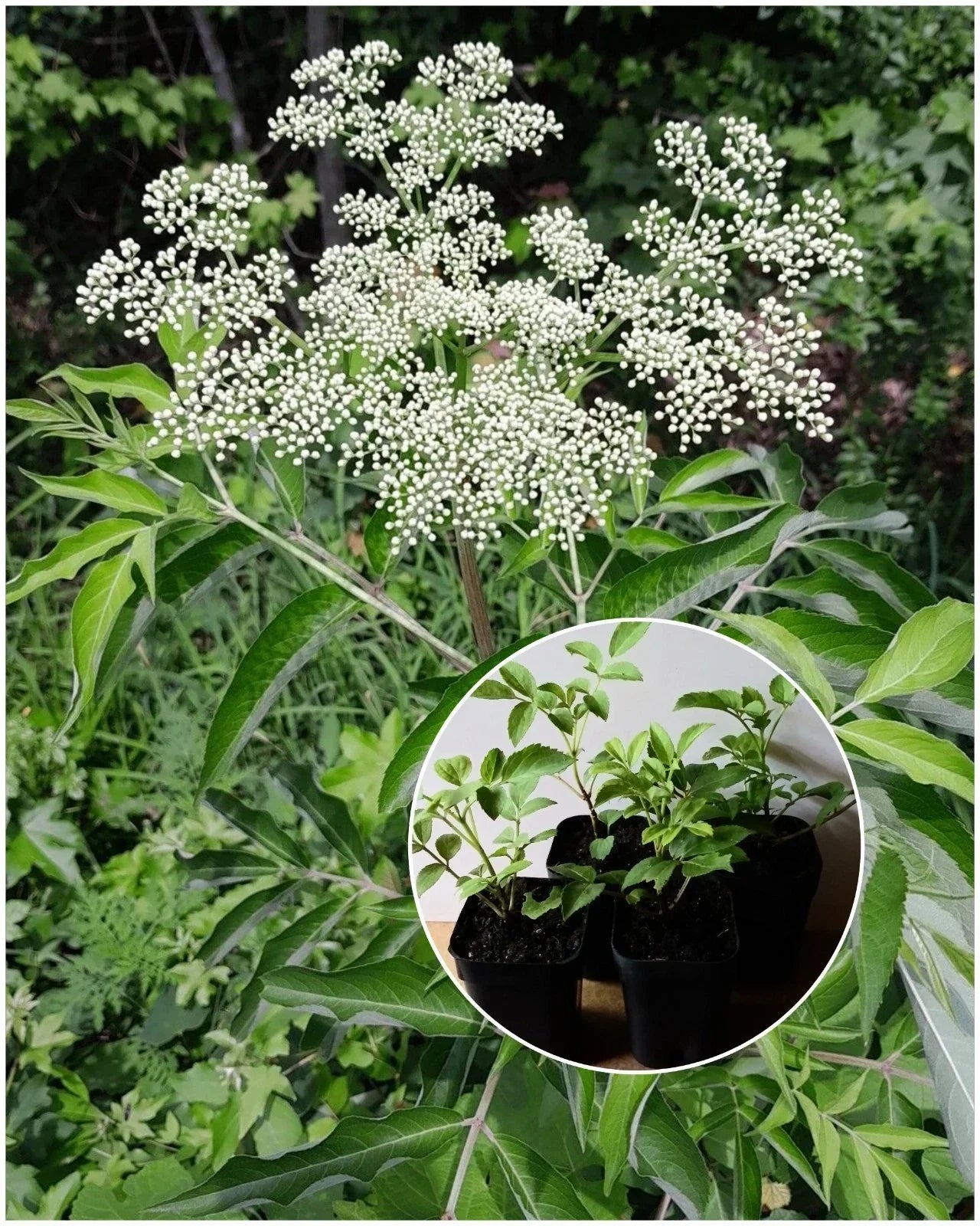 American Elderberry Starter Plant 2x3 Pot Sambucus canadensis Edible Berries Native Drought Tolerant Shrub