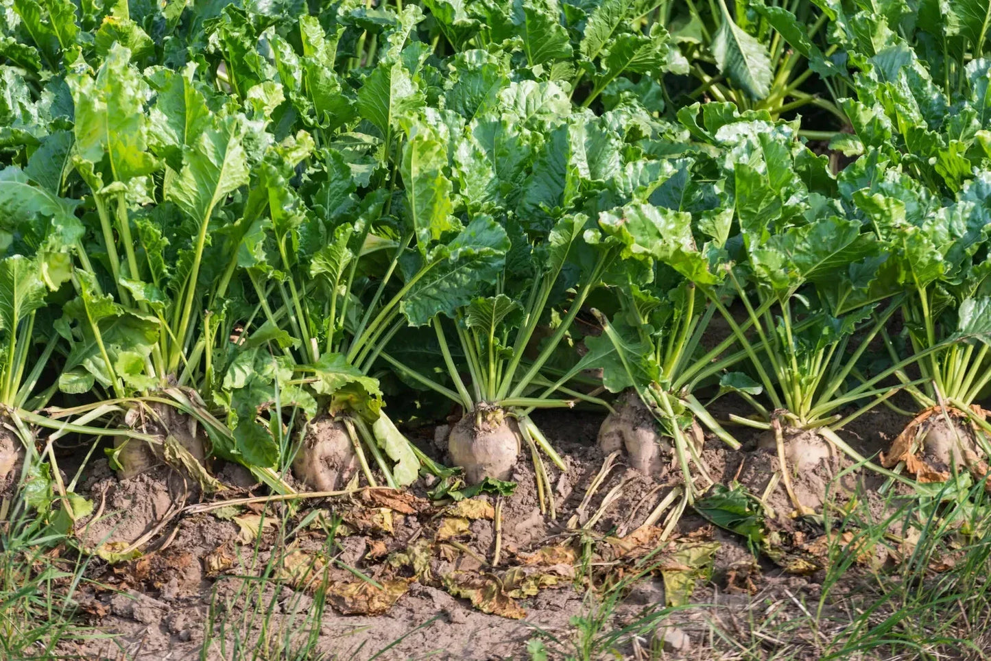 Sugar Beet Seeds - NON-GMO Fodder Beet Beta vulgaris for Livestock Feed & Garden | Free Shipping