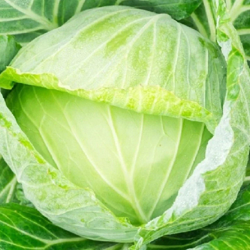 Golden Acre Cabbage Seeds | Non-GMO Heirloom Brassica oleracea | Compact Growth, Full Sun, Easy to Grow