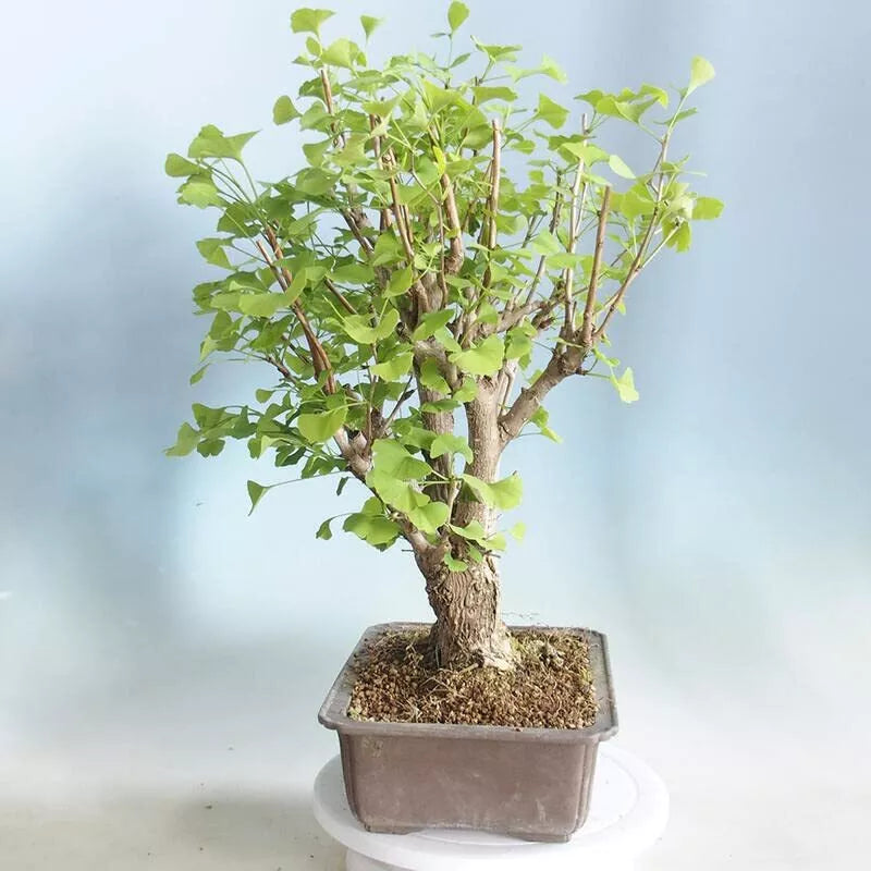 Hybrid Poplar Bonsai Cuttings - Easy to Grow Forest Style - Indoor/Outdoor Plant (Populus deltoides) - Low Maintenance